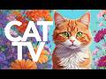 CAT TV - Outdoor Adventuring Video for Cats | Birds, Trail Walks and More! 🐈