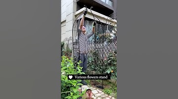 Cách Trung Quốc trong hoa hồng leo làm cổng rào làm khung cổng khá là đẹp