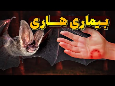 هاری بیماری خطرناکی که فقط 6 نفردر طول تاریخ از آن زنده بیرون آمدند