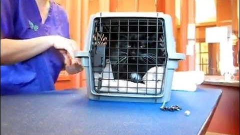Removing Aggressive Cats from Carriers