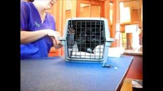 Removing Aggressive Cats from Carriers