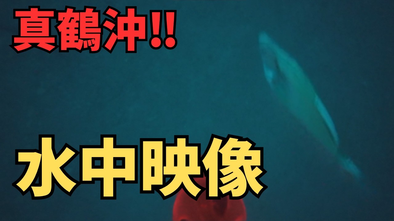 三ツ石沖80m＆番場浦40mの海中映像を大公開！#水中映像 #水中カメラ