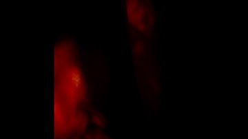 Cloistral – Հանձնում [offworldcolonies ltd.]