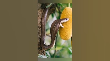 The big beautiful cobra snake is trying to eat jackfruit #snakevideo #cobrasnake