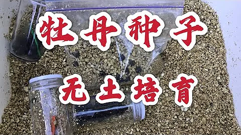 青石话牡丹芍药。牡丹种子室内无土培育•不受季节限制•干净•成苗率高 How to Germinate Peony Seeds Indoor - 天天要闻