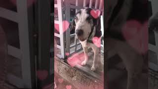 Dalmasio And Little Atlas