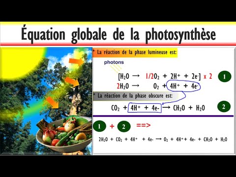 Video: Hva er fotosynteseligningen i biologi?