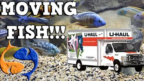 Moving Fish To Your New Home! Tank Talk Presented by KGTropicals!