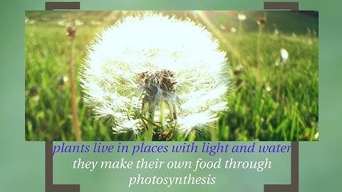 Interdependent Relationships in Ecosystems: Animals and plants prezi