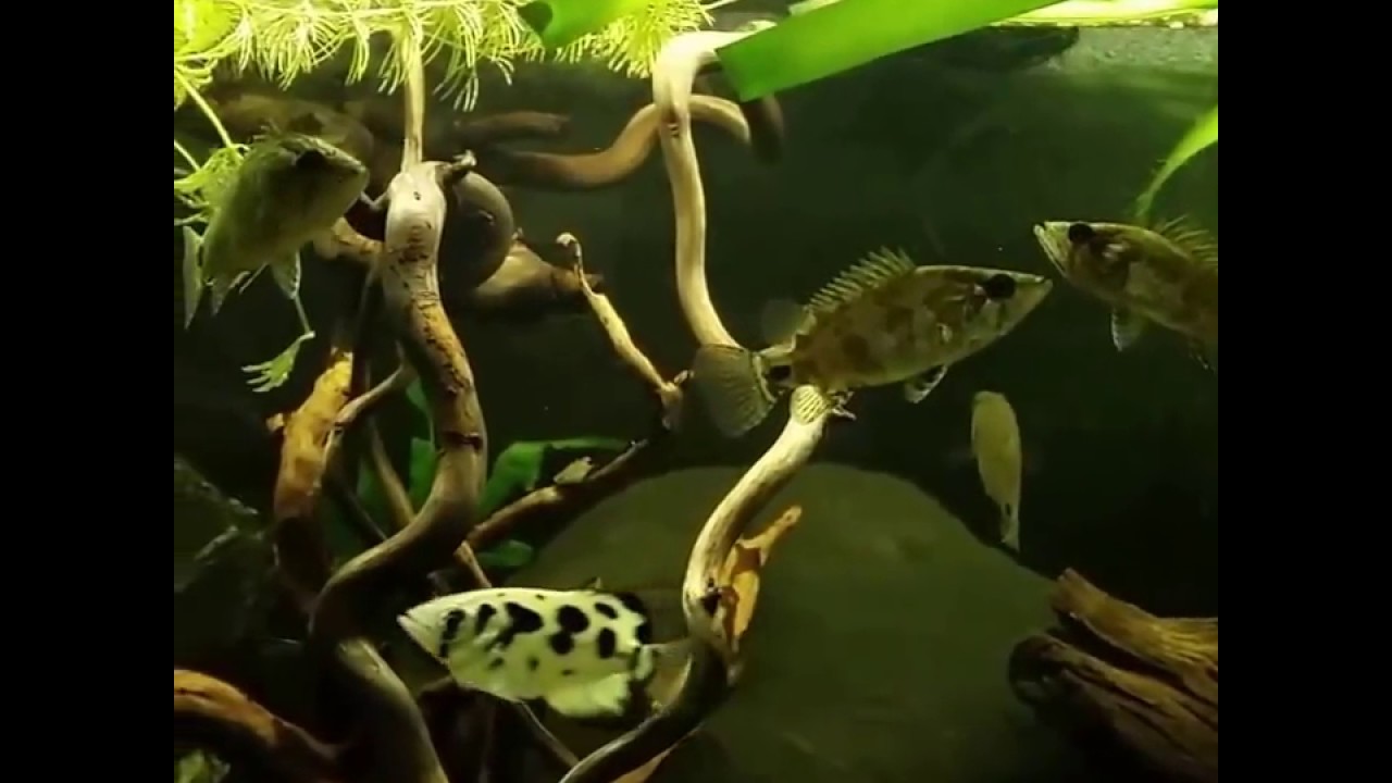 Feeding Nandus nandus