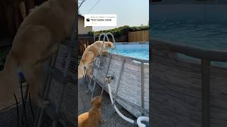 nothing stops oatmeal from getting in the pool CrazyDog SwimmingDog goldenretriever