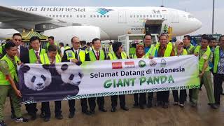 Garuda Indonesia - #WelcomingPanda Cai Tao & Hu Chun in Indonesia