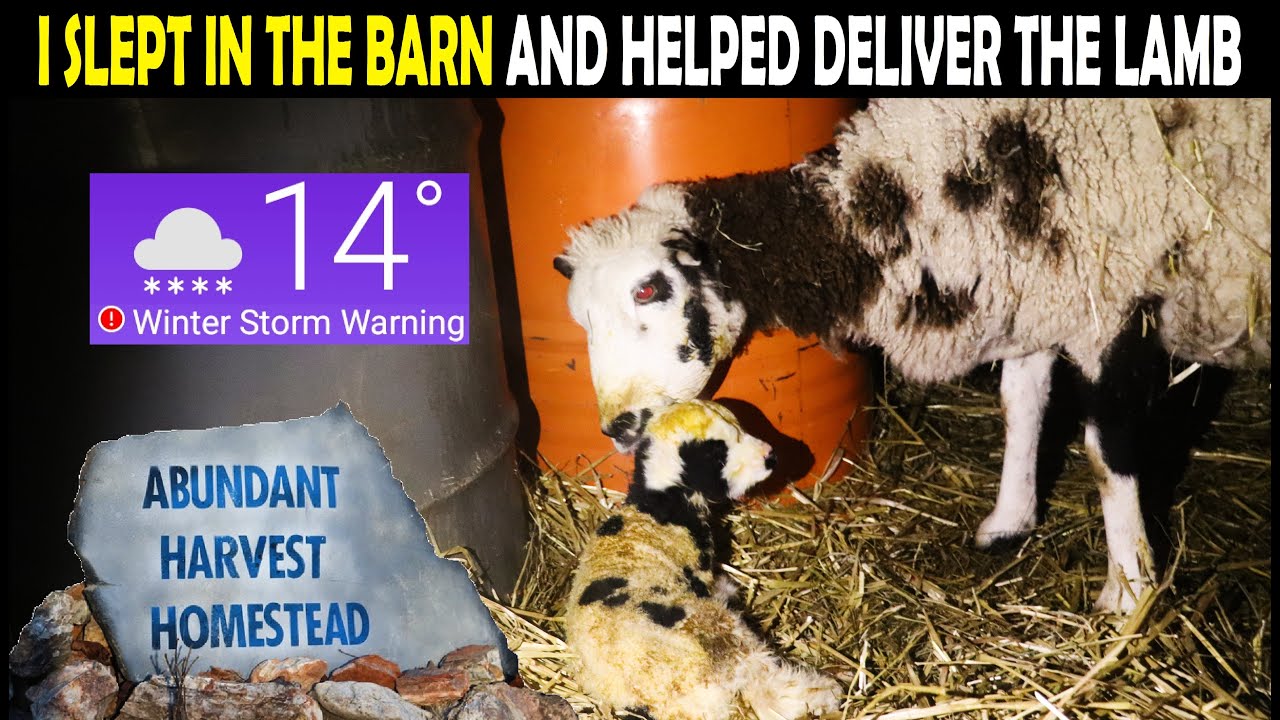 FREEZING WINTER BIRTH - SHE NEEDED HELP (I Slept in the Barn) - YouTube