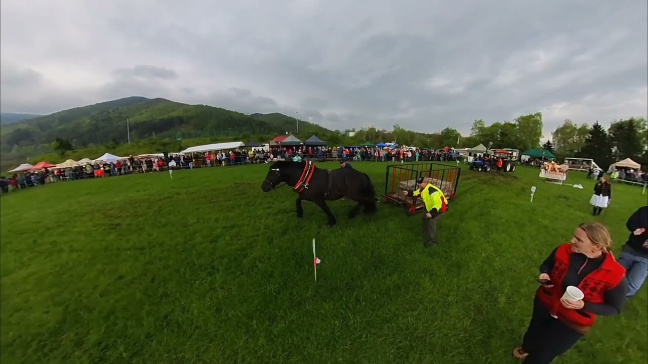 Ábel, víťaz ťažkého ťahu vo váhovej kategórii nad 750 kg (Kľačianská podkova 2023)