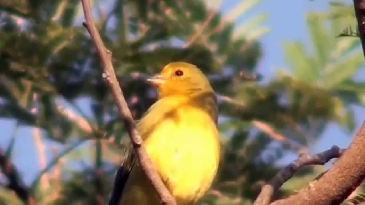 Songbirds, Birds singing, Saffron Finch, Sicalis flaveola, 