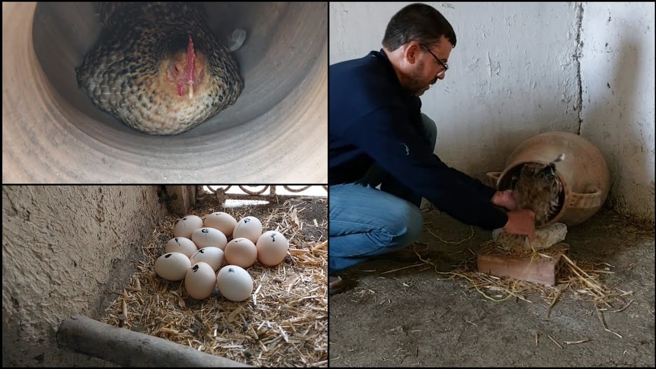 طريقة إرغام الدجاج على حضن البيض ، وفرحتي بتحضين الدجاجة في الخابية.