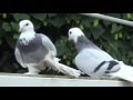 Tauben / Pigeons / Мои голуби / Germania / лето 2014 / 4