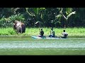 During the treatment the angry elephant attacks the boat  biggest elephant  chasing and attacks 