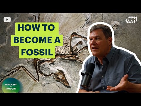 How Do Fossils Form? A Paleobotanist Explains the Secret to Fossilization
