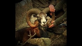 Mouflon hunting in Hungary;Vanatoare de mufloni in Ugaria #biggamehunter #vanatoare  #hunting