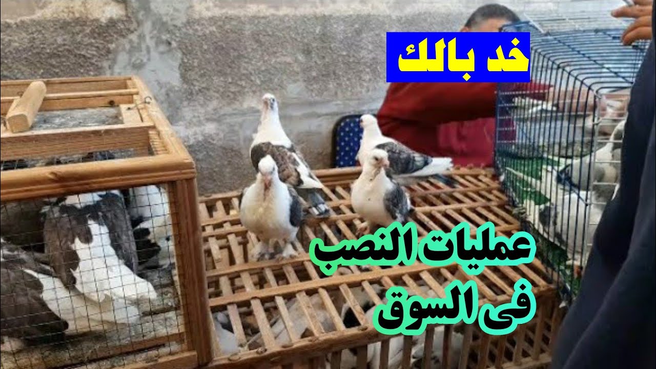 أعرف مواقف النصب في السوق وعلي فيسبوك حصلت معانا الحلقه( 2 )