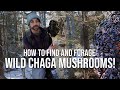 How to Forage Wild Chaga Mushrooms | Chaga Tea Recipe | Identify, Sustainably Harvest and Prepare
