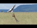 Bird Makes Miraculous Escape From Hungry Leopard