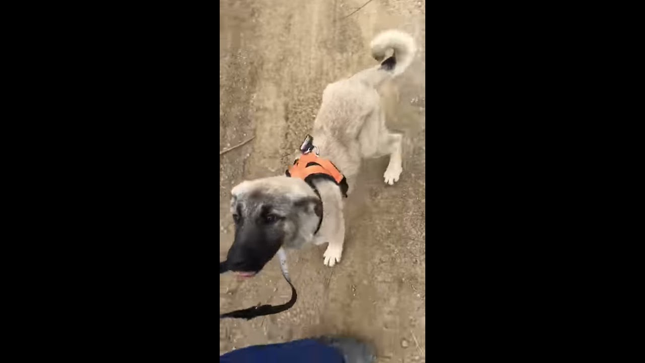 Video Hunde Video Hunde