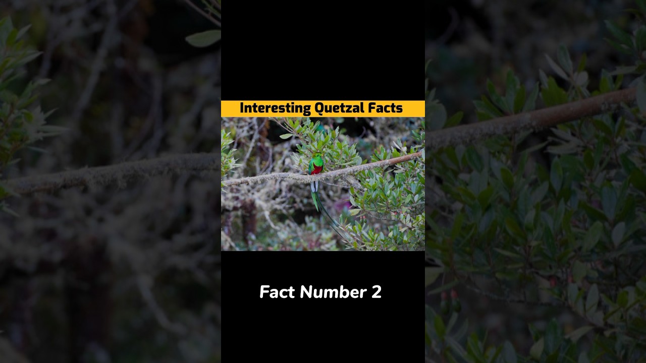 Quetzal Facts 