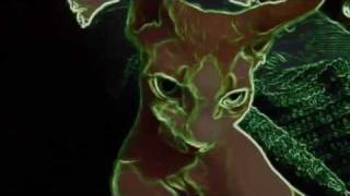 Seduction of the Sphynx by Sphynx Cat 399 views 12 years ago 28 seconds