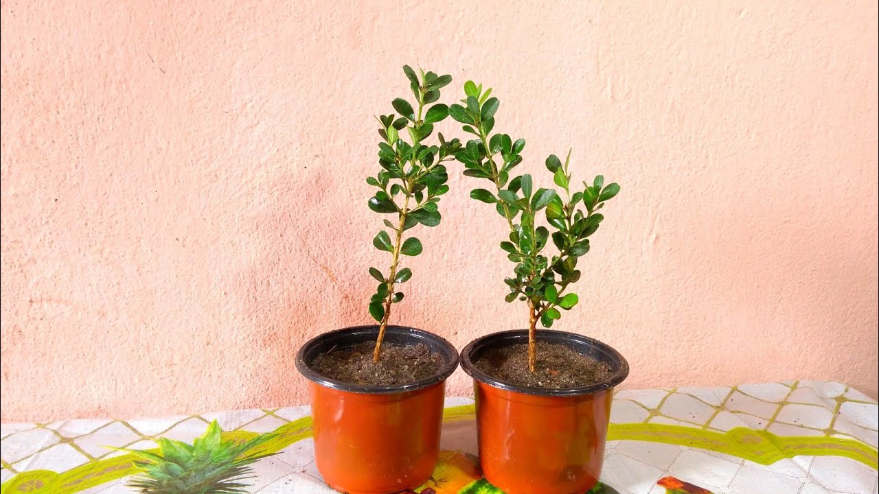 How To Repot Buxus Plant Boxwood Plant Repotting YouTube