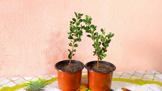 How To Repot Buxus Plant Boxwood Plant Repotting