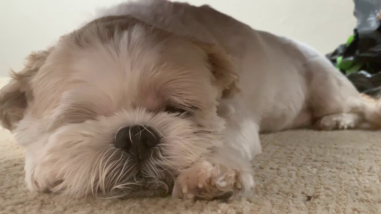 Dog in REM sees Sleep paralysis demon YouTube