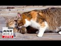 Kochi: Kitties & Dried Bonito in Tosashimizu - A Cat