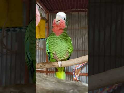 Alphonse the Cuban Amazon Parrot Is Singing And Talking In Our Band