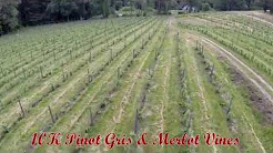 Wild Rose Vineyard - Southern Oregon Wine - Tours and Wineclub