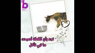 حمل القطط