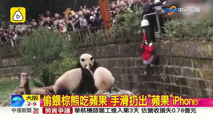 緊張! 女童跌落柵欄 四隻大貓熊好奇圍觀│中視新聞 20190210 - 天天要聞