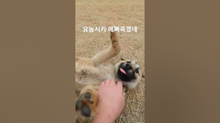 #반려견 #산책 #설레임 #진도개 #진돗개#짱구#못말려#황구#구독#좋아요