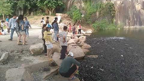 Chiêm Ngưỡng Đàn Cá Trê Hàng Triệu Con Chen Chúc Nhau Ở Thiền Viện Trúc Lâm - Thoại Sơn - An Giang.