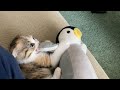 新しいお友達紹介したら子猫がこうなりました・・・