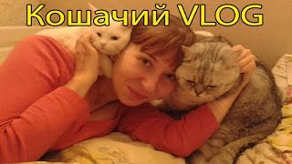 Кошачий VLOG: Худеем, пробуем разные корма, подготовка к прививкам Кошачий VLOG: Худеем, пробуем разные корма, подготовка к прививкам