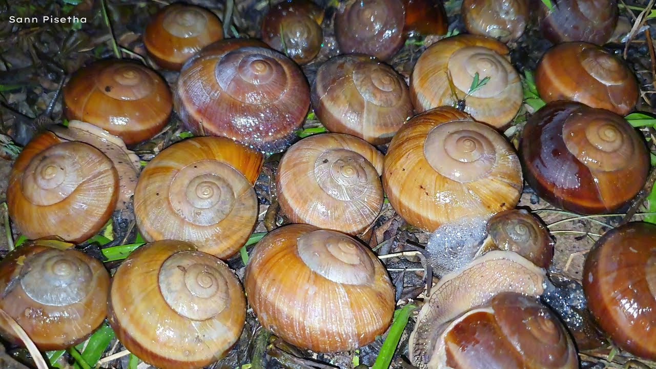 Улитки и жуки с гигантской жабой в саду | Pop Snails AND Toad | Санн Писета