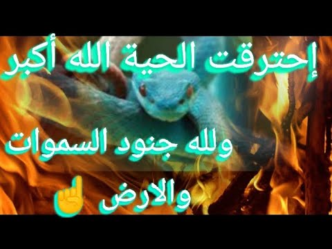 حرق الحية السوداء السامة العاشقة الزانية الخبيثة بقوة القرآن تسبب الأمراض والعكس Black Snake Roqyah 