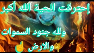 حرق الحية السوداء السامة العاشقة الزانية الخبيثة بقوة القرآن تسبب الأمراض والعكس#black #snake roqyah