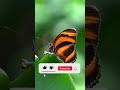 Colors of Nature Butterfly #shorts #shortvideo #youtubeshorts #yearofyou