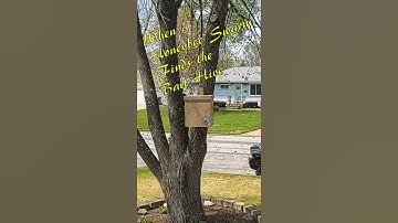 Honeybee Swarm Moves into Bait Hive #short