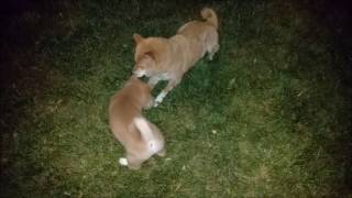 Shiba Inu - AKC - Hunting Pack With Puppies by Shiba Inu 366 views 7 years ago 1 minute, 55 seconds