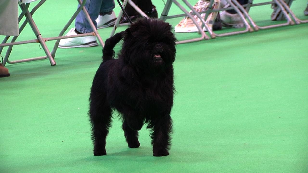 Gr Ch Banana Joe v Tani Kazari winning Crufts Best of Breed 2012