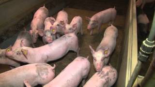 Fokbedrijf Brummelhuis - Topfok Fokkerij Groep Oost
